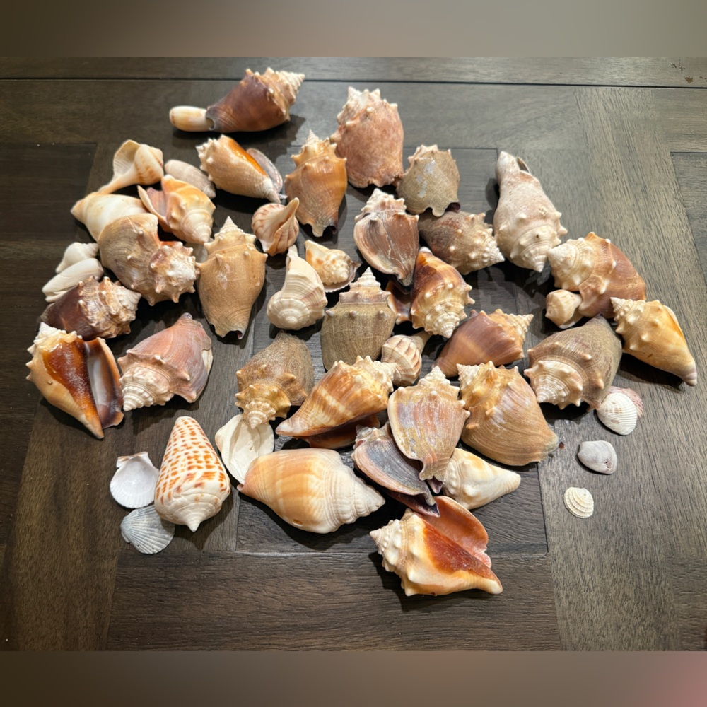Beautiful Seashell Collection - approx 2 inch in size each